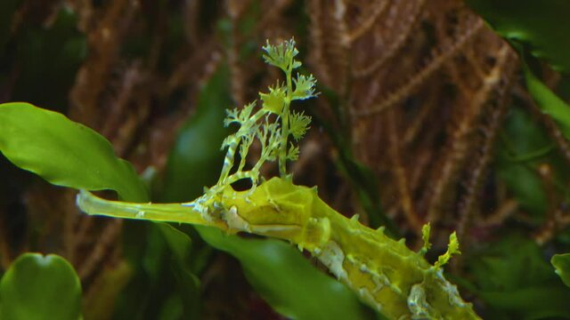 Close up of head of leafy sea dragon, seahorse,