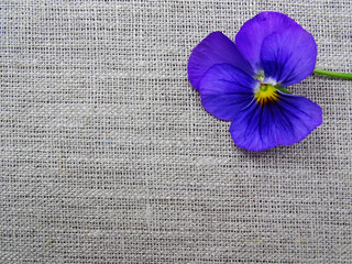 Bright blue viola flower on coarse linen canvas close up
