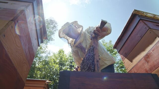 Cautious young man apiarist removing a honeycomb with bees for examination. Experienced beekeeper. Apiculture business. Nature production.