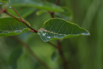 Leaf after rain
