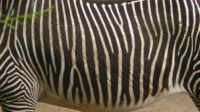 Close up of zebras head and youngs