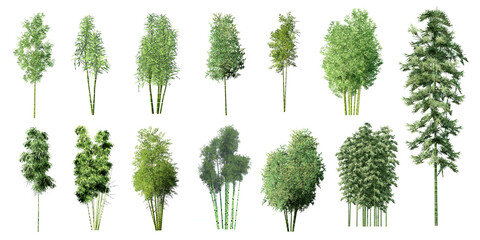 Collection Beautiful 3D Bamboo Trees Isolated on white background