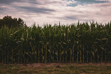 Farm land corn field. 