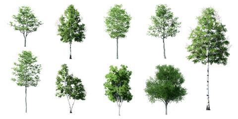 Set of Beautiful 3D Trees Isolated on white background , Use for visualization in architectural design
