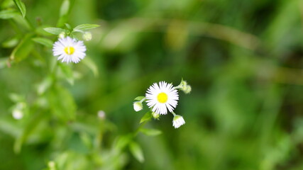 daisy in the grass