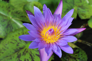 Beautiful blooming of purple water lily on a sunny day