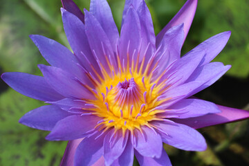 Beautiful blooming of purple water lily on a sunny day