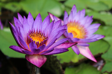 Beautiful blooming of purple water lily on a sunny day