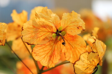 Beautiful blooming of orange Bauhinia Bidentata on a sunny day