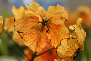 Beautiful blooming of orange Bauhinia Bidentata on a sunny day