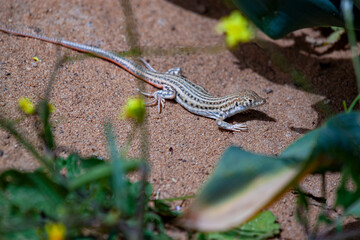 A close up image of Schreiber's fringe-fingered lizard (Acanthodactylus schreiberi ), an endangered animal endemic to middle east. This image is captured on desert sand in Jordan which is its habitat.