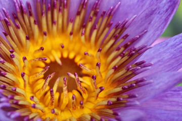 Obraz premium Close up pollen of water lily