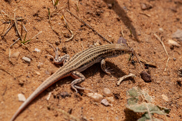 A close up image of Schreiber's fringe-fingered lizard (Acanthodactylus schreiberi ), an endangered animal endemic to middle east. This image is captured on desert sand in Jordan which is its habitat.