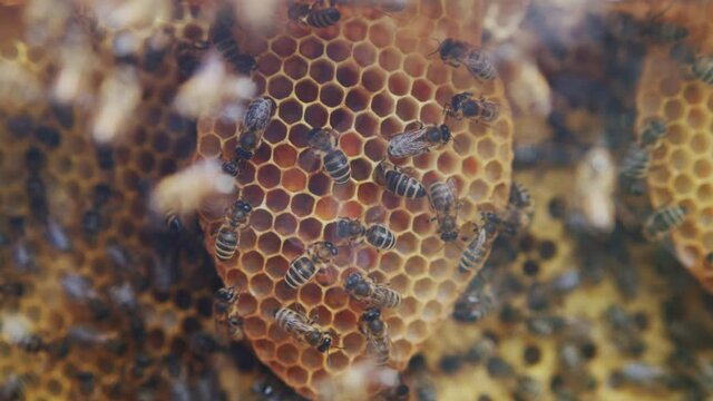 Hardworking honey bee colony laying eggs in brood nest comb inside glass beehive. Beekeeping. Apitherapy. Apiculture. Close-up.