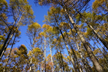 青空を背景に黄葉し始めたから林