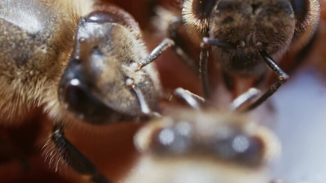 Macro shot of busy honeybees collect floral pollen into hexagonal wax cells. Honey production. Hardworking insects. Apiculture. Nature concept.