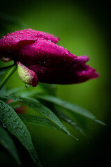 red peonies in the rain 