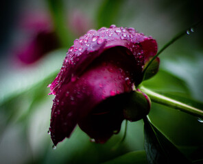 red peonies in the rain 