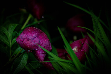 red peonies in the rain 