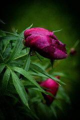 red peonies in the rain 