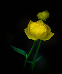 yellow flower on the black background