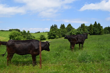 牛の放牧 高原牧場