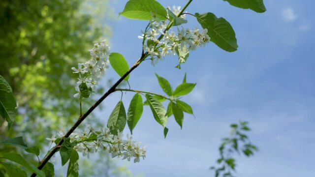 The waving hackberry plant or the bird cherry