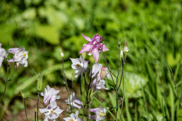 Columbine Fading in the Summer Heat