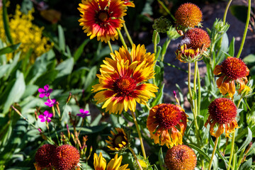 Indian Blanket in Bloom in Steamboat