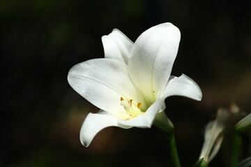 Fototapeta na wymiar white tulip flower