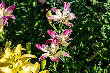 Day Lillies at Steamboat Springs Botanical Gardens