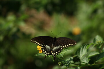 butterfly on leaf