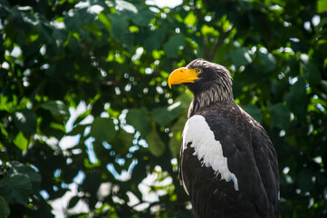 The yellow beaked hawk Haliaeetus pelagicus looks away
