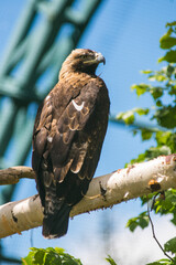 A hawk Haliaeetus leucoryphus sits on a branch in the zoo looking away