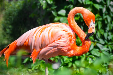 the pink Flamingo stands with its head down