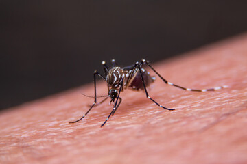 Close-up of Striped mosquitoes are eating blood on human skin.