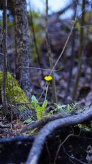 yellow flowers in the forest