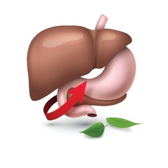 liver organ with leaves