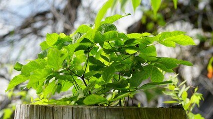 fresh herbs in the garden