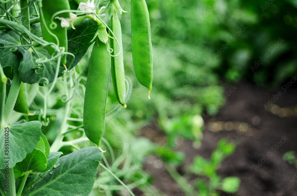 Wall mural green peas grow on a bed in a vegetable garden in the countryside