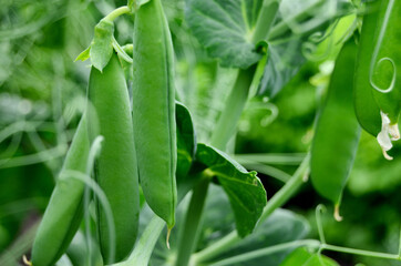 green peas on a bed in the garden