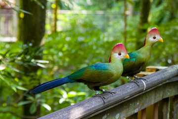The red-crested turaco (Tauraco erythrolophus) is a turaco, a group of African Otidimorphae birds. It is a frugivorous bird endemic to western Angola. 