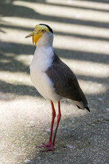 a Masked lapwing closeup image. It s a large, common and conspicuous bird native to Australia, particularly the northern and eastern parts of the continent, New Zealand and New Guinea. 