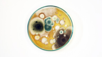 Malt Extract Agar in Petri dish using for growth media to isolate and cultivate yeasts, molds and fungal testing from clinical samples, investigation of environmental contamination source in air room.