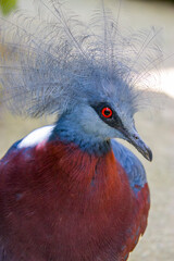Sclater's crowned pigeon (Goura sclaterii) is a large, terrestrial pigeon confined to the southern lowland forests of New Guinea.
It has a bluish-grey plumage with elaborate blue lacy crests.