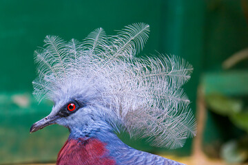 Sclater's crowned pigeon (Goura sclaterii) is a large, terrestrial pigeon confined to the southern lowland forests of New Guinea.
It has a bluish-grey plumage with elaborate blue lacy crests.