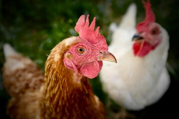 Zwei Hühner schauen neugierig in die Kamera