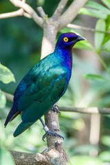 a Purple starling (Lamprotornis purpureus) is a member of the starling family of birds.
It is a resident breeder in tropical Africa from Senegal and north Zaire east to Sudan and west Kenya. 