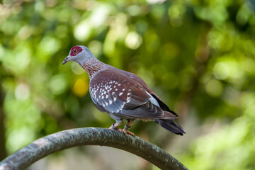 The speckled pigeon (Columba guinea), or African rock pigeon, is a pigeon that is a resident breeding bird in much of Africa south of the Sahara