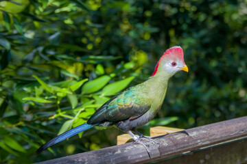 The red-crested turaco (Tauraco erythrolophus) is a turaco, a group of African Otidimorphae birds. It is a frugivorous bird endemic to western Angola. 